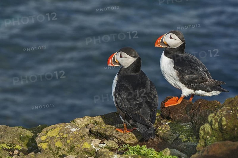 Atlantic Puffin (Fratercula arctica) on cliff, Iceland