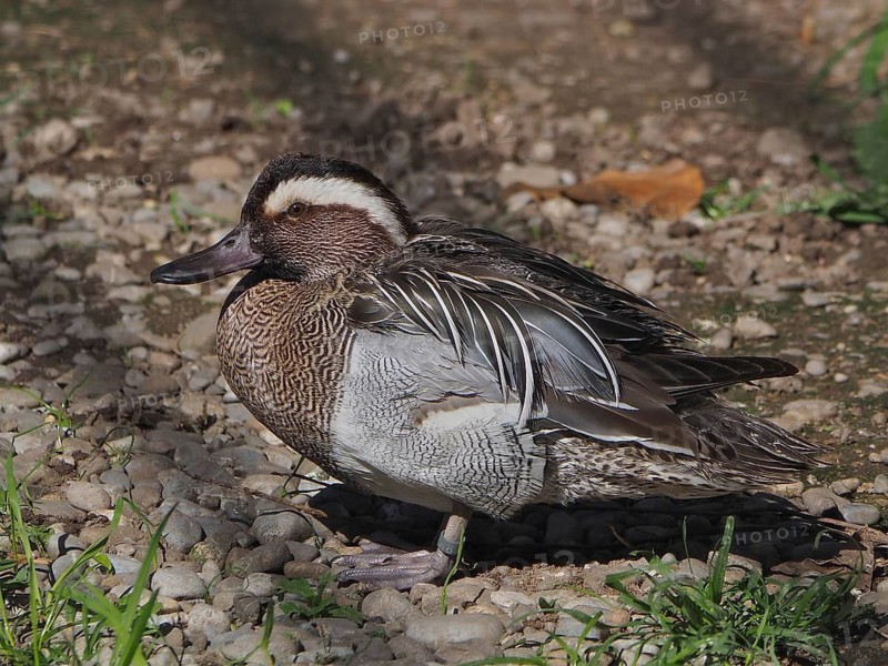 Garganey (Anas querquedula / Spatula querquedula)