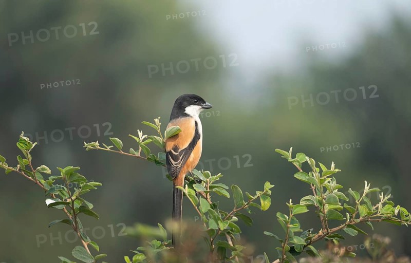 A long-tailed shrike or rufous-backed shrike (Lanius schach) on a tree branch, Sreepur, Gazipur, Bangladesh