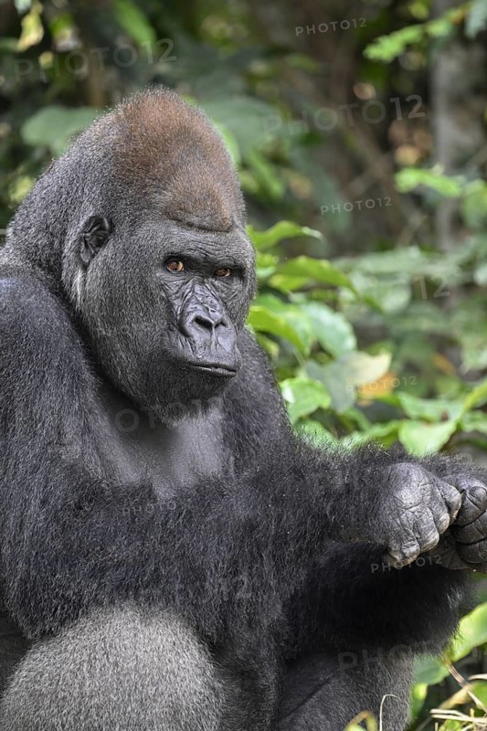 Western lowland gorilla (Gorilla gorilla gorilla), portrait, Réserve Lésio-Louna nature reserve, near Moembe, Plateau department, Republic of the Congo