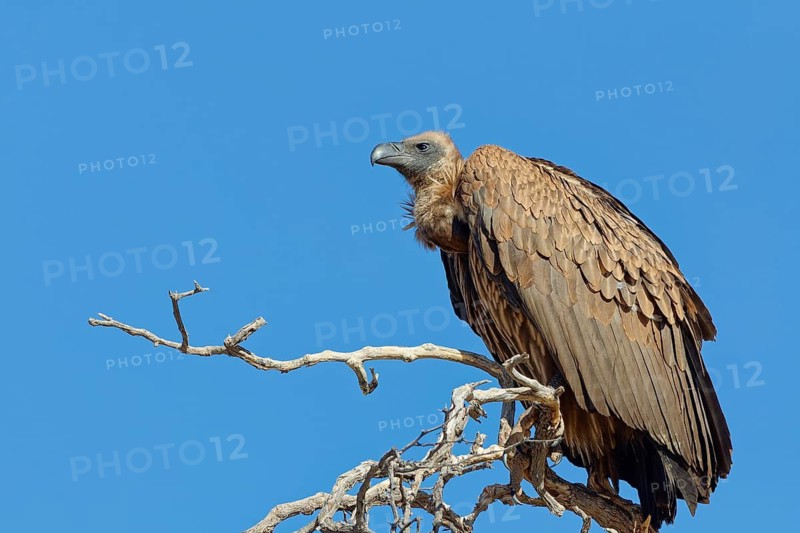 White-backed vulture (Gyps africanus), adult bird, sitting on a tree branch, on the lookout, blue sky, Kgalagadi Transfrontier Park, Northern Cape, South Africa