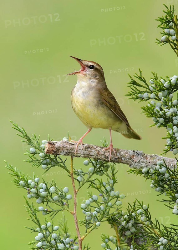 Swainson's Warbler (Limnothlypis swainsonii) singing from a branch, Texas, USA