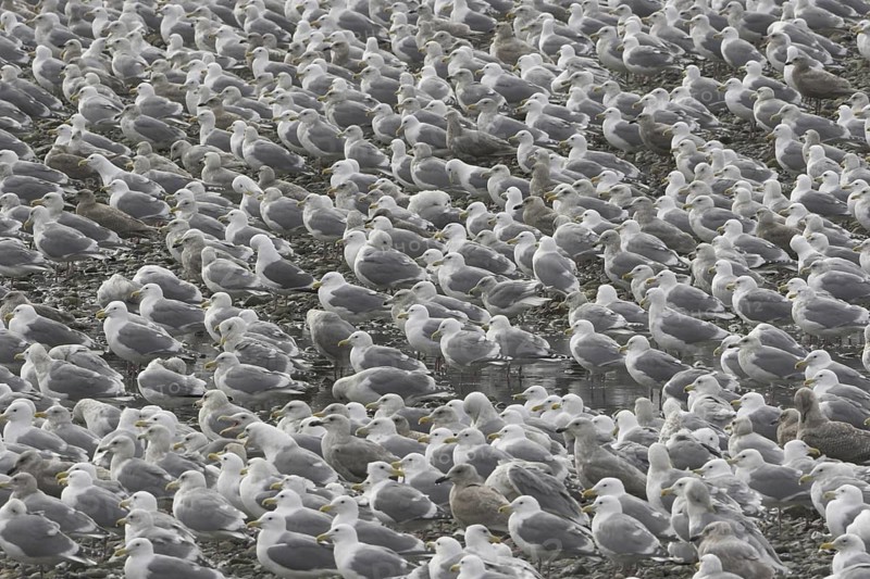 Glaucous-winged Gull (Larus glaucescens), British Columbia, Canada