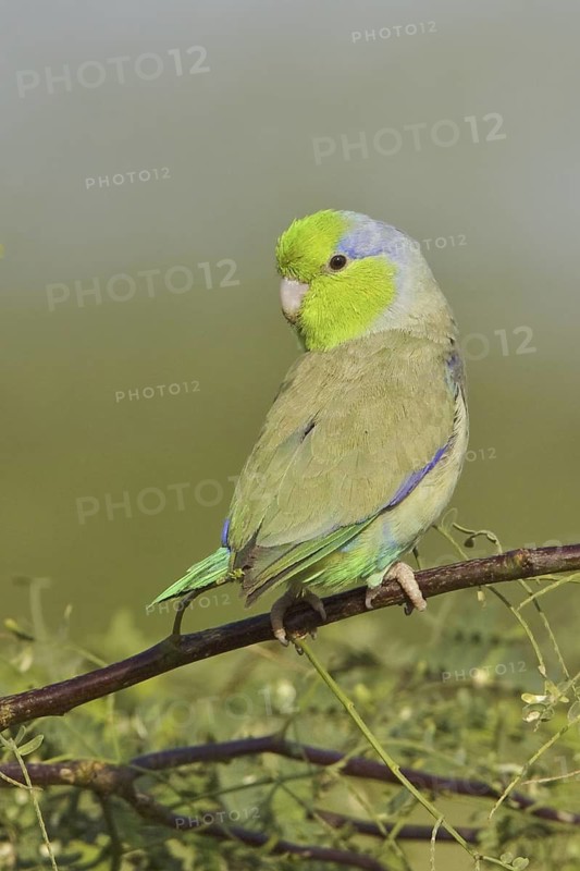 Pacific Parrotlet (Forpus coelestis), Ecuador