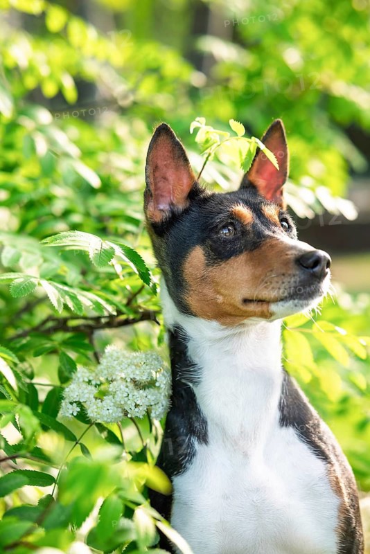 A Basenji dog explores the park during a pleasant spring day, surrounded by lush greenery and bright blossoms. The sunlight highlights its sleek fur and attentive posture