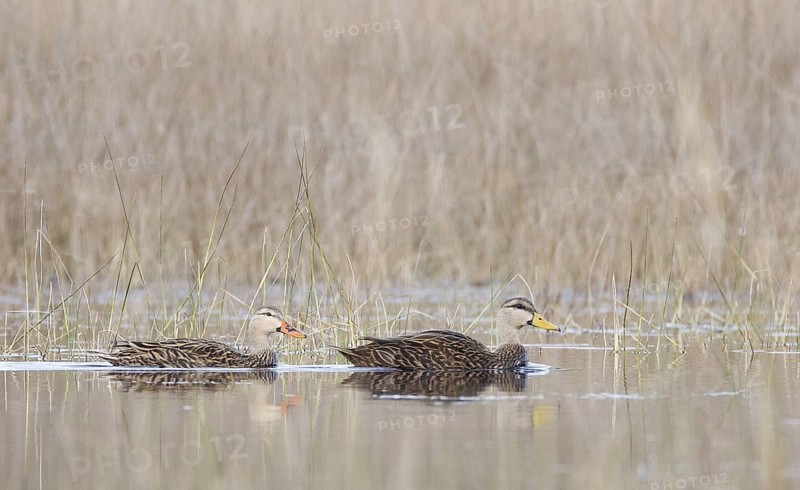 Mottled Duck (Anas fulvigula) pair, Florida, USA