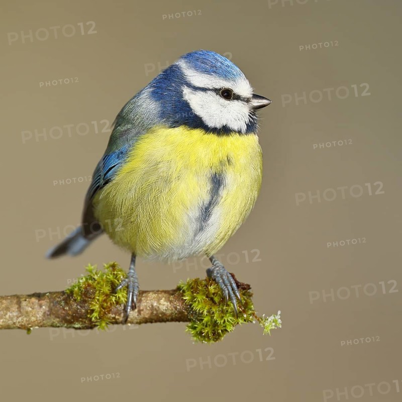 Blue tit (Parus caeruleus), sitting on a branch covered with moss, Wilnsdorf, North Rhine-Westphalia, Germany