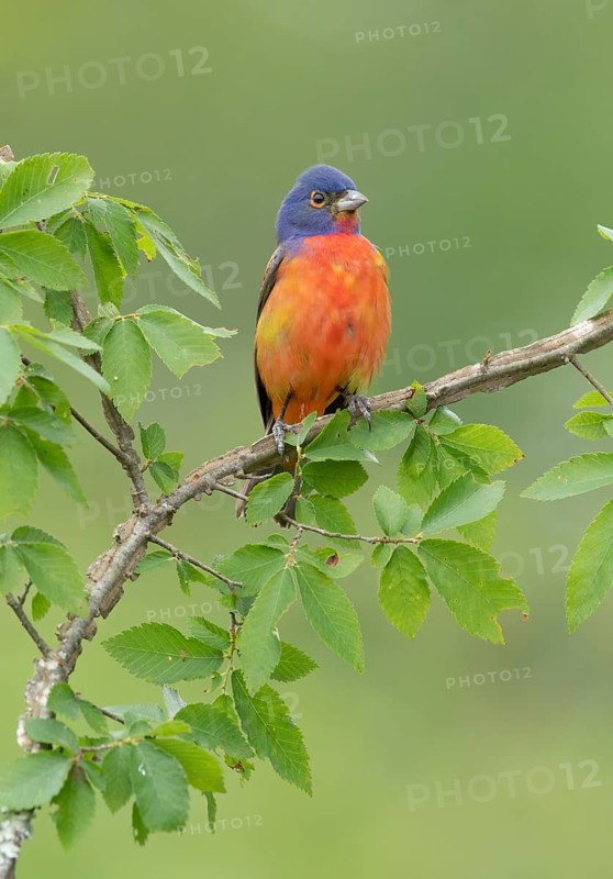 Painted Bunting (Passerina ciris) male perched on a branch, Texas, USA