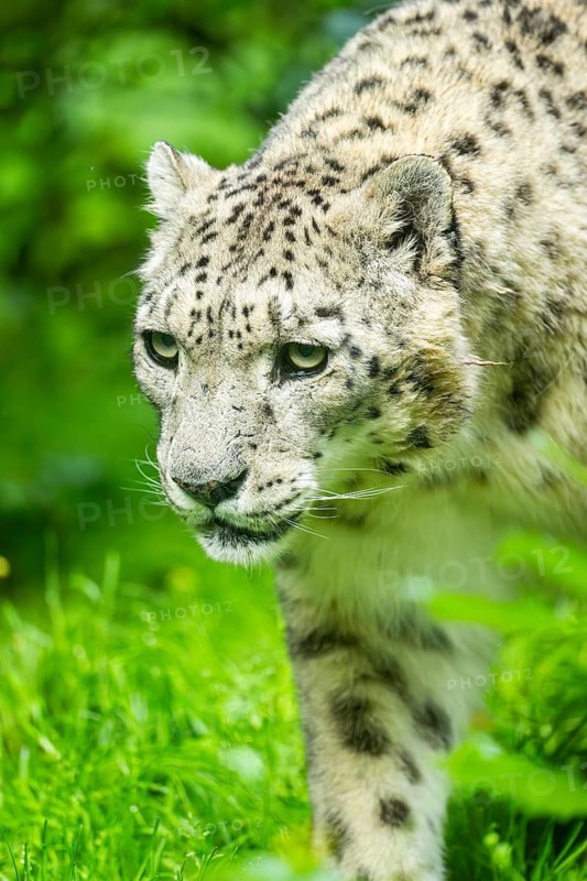 Snow leopard (Panthera uncia syn. Uncia uncia) in the forest, Germany