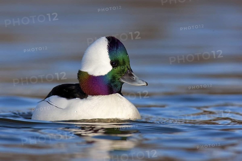 Bufflehead (Bucephala albeola) male, British Columbia, Canada