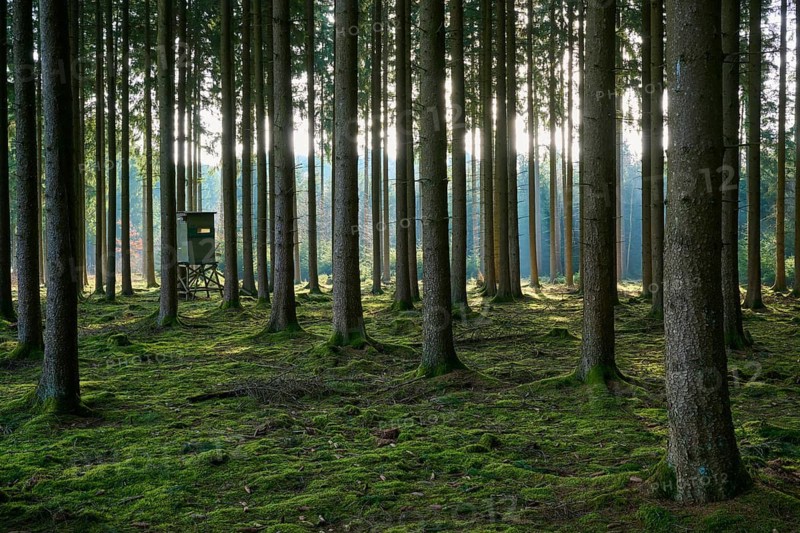 Dense forest with tall trees and moss-covered soil, steeped in soft light, Mudau, Odenwald, Baden-Württemberg, Germany