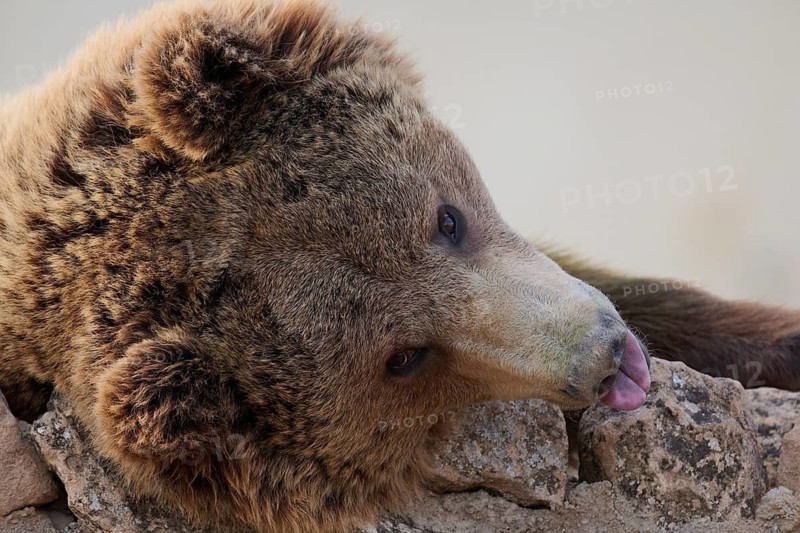 A brown bear rests its head on a rocky surface, sticking out its tongue playfully. The image captures the bears natural beauty and relaxed demeanor in a wild sanctuary