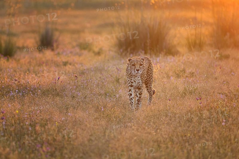 Cheetah (Acinonyx jubatus) female walking in flowering meadow at sunrise, Castile-La Mancha, Spain