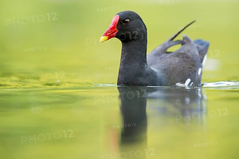 Common Moorhen (Gallinula chloropus), Hesse, Germany