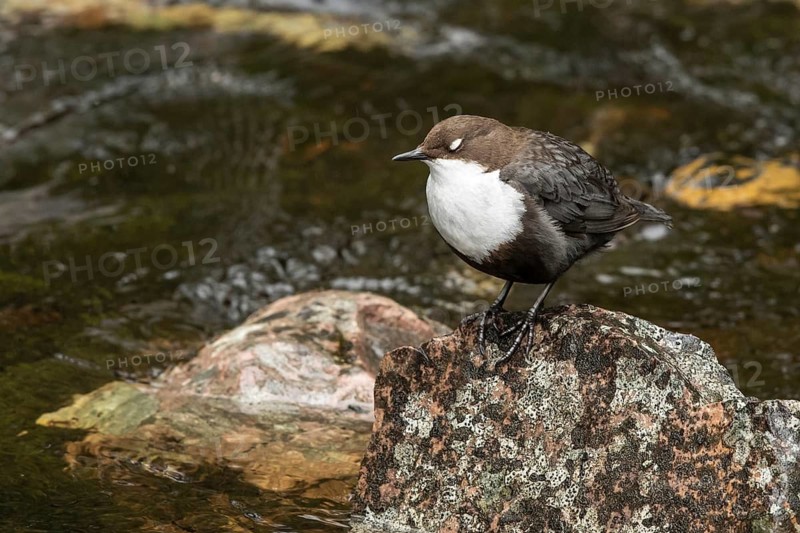 White-throated Dipper (Cinclus cinclus cinclus), Dalarna, Sweden