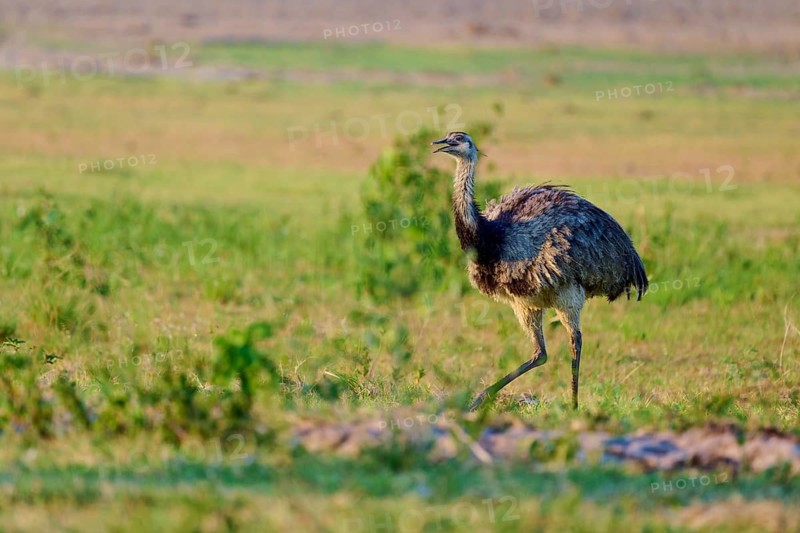 Nandu in open meadow landscape, with attention in the natural environment, Nandu (Rhea americana), Pantanal, Mato Grosso, Brazil