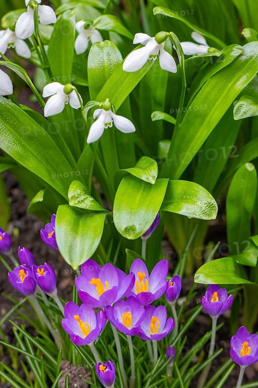 Purple crocuses (Crocus) growing in front of snowdrop (Galanthus), Neunkirchen, Lower Austria, Austria