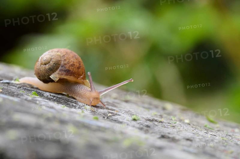 A close-up photo capturing a snail as it slowly traverses a moss covered rock, highlighted by a soft focus on its spiral shell and extended antennae