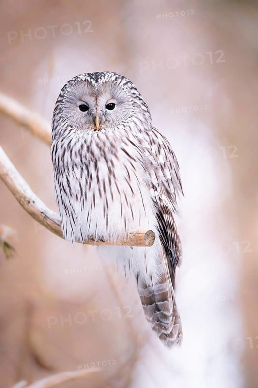 Close-up of a Ural Owl (Strix uralensis) in winter in the bavarian forest national park, Bavaria, Germany