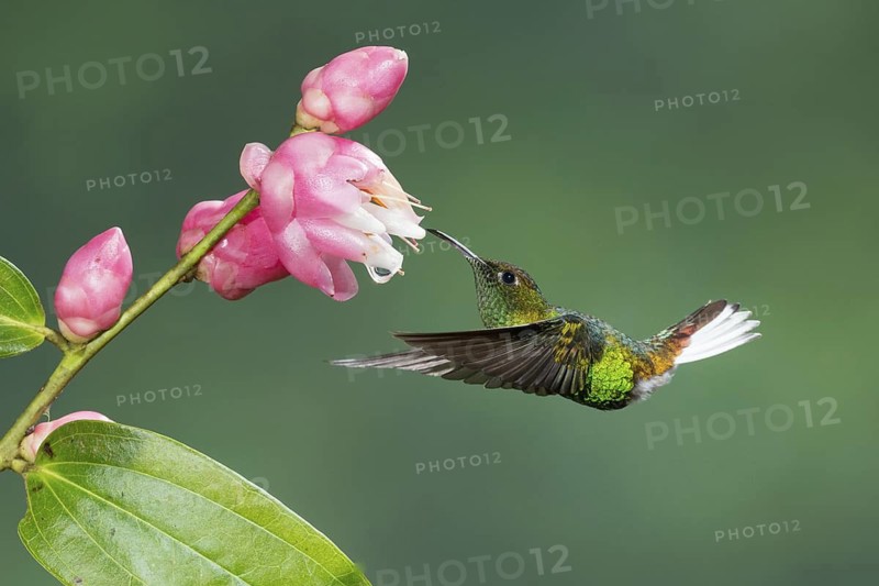Coppery-headed Emerald (Elvira cupreiceps), Costa Rica