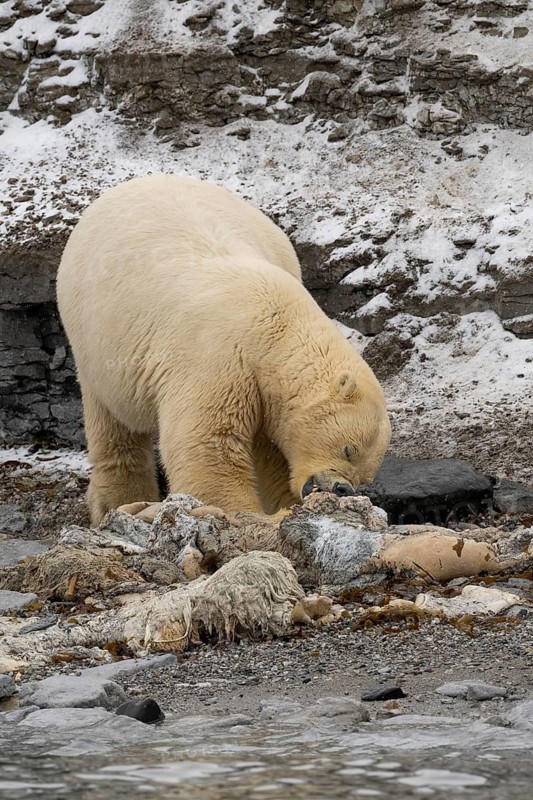 Scavenging polar bear (Ursus maritimus) eating the carcass of a stranded dead minke whale on the coast of Wahlbergøya, Svalbard, Svalbard, Norway