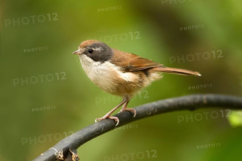 Pipipi (Mohoua novaeseelandiae), Rakiura National Park, New Zealand
