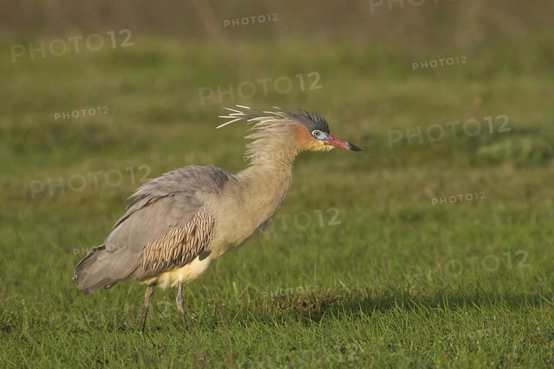 Whistling Heron - Ibera Marshes, Argentina