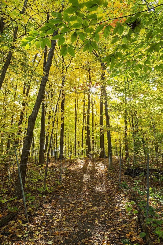Dirt walking trail with fallen leaves in forest of backlit Acer - Maple, Betula - Birch and Quercus - Oak trees with sunburst in autumn, Quebec, Canada