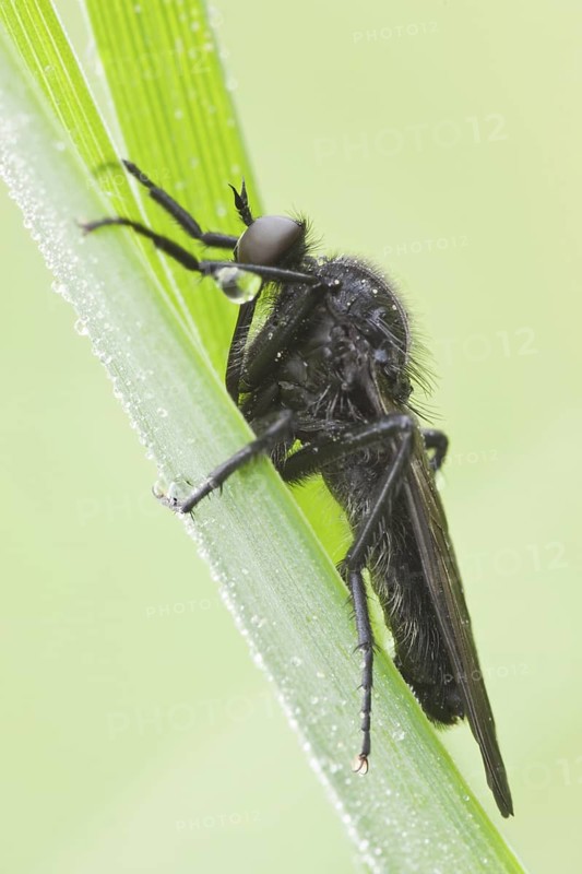 Gewürfelte Tanzfliege, Empis tesselata Dagger Fly, Empis tesselata