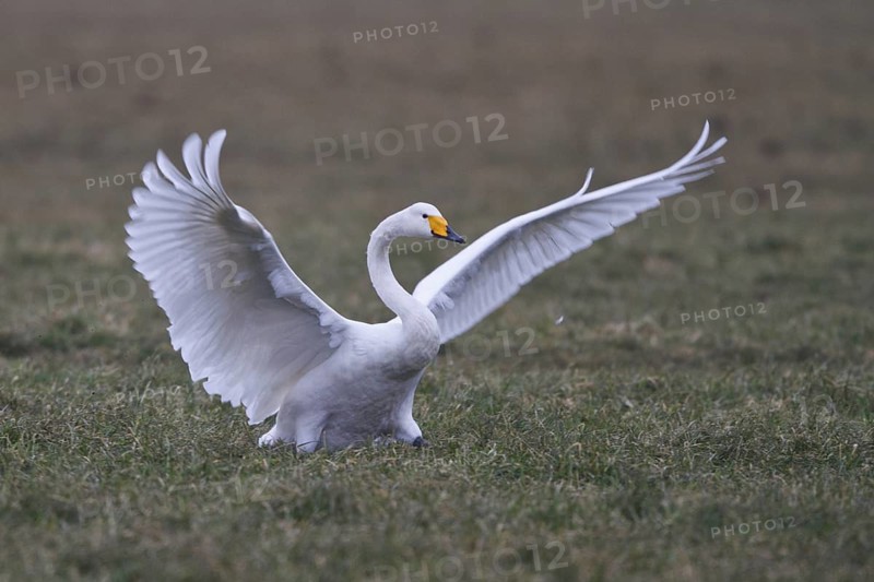 Whooper Swan (Cygnus cygnus), North Rhine-Westphalia, Germany