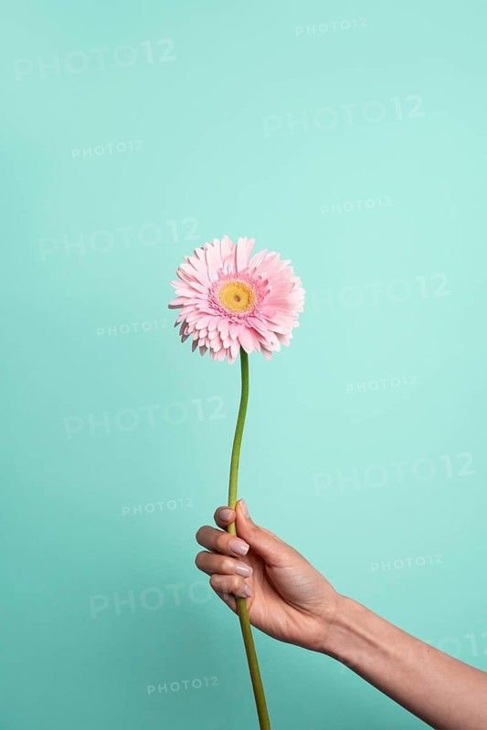 A hand delicately holds a vibrant pink flower against a solid light blue background. The simplicity and contrast create a fresh, uplifting visual that evokes feelings of spring and renewal