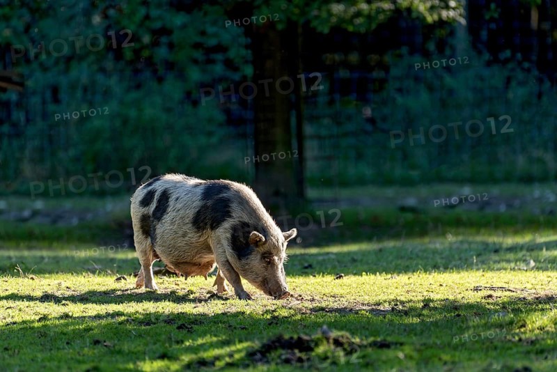 Pot-bellied pig (Sus scrofa f. domestica), female, sow, running and sniffing in oblique evening light in a meadow, Poing Wildlife Park, Upper Bavaria, Bavaria, Germany