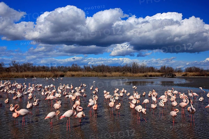 Flock of Greater Flamingo, Phoenicopterus ruber, nice pink big bird, dancing in the water, animal in the nature habitat. Blue sky and clouds, Camargue, France, Europe. Nature reserve in France