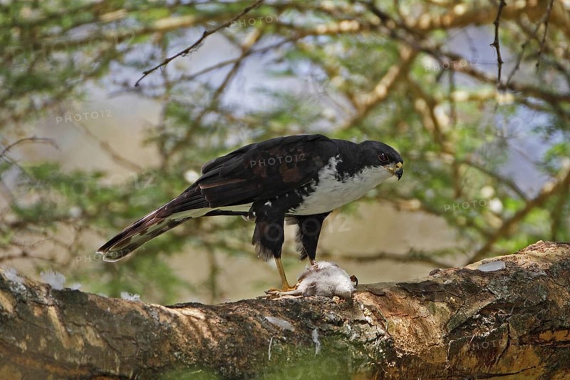 Black Sparrowhawk (Accipiter melanoleucus), Lake Naivasha, Kenya