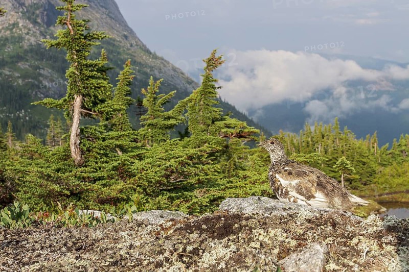 White-tailed Ptarmigan (Lagopus leucurus) in the alpine habitat of British Columbia, Canada