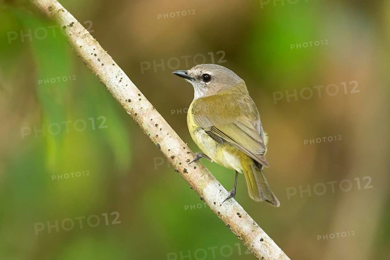 Grey Whistler (Pachycephala simplex peninsulae) perched on a branch, Queensland, Australia