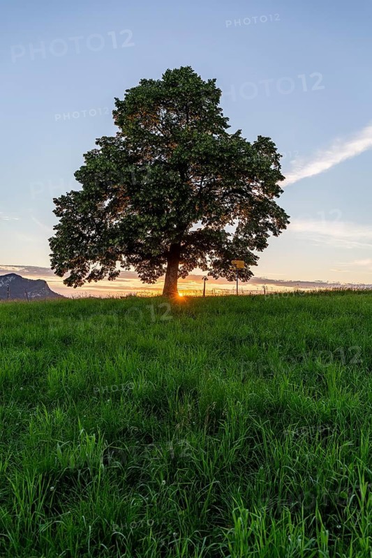 Sunset at Solitärbaum, Challhöchi, Basel-Landschaft, Switzerland