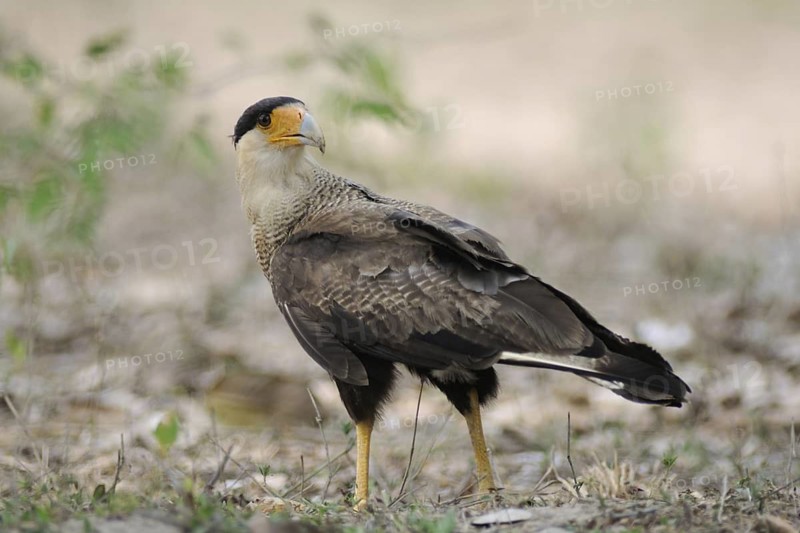 Southern Crested Caracara (Caracara plancus), Pantanal, Brazil