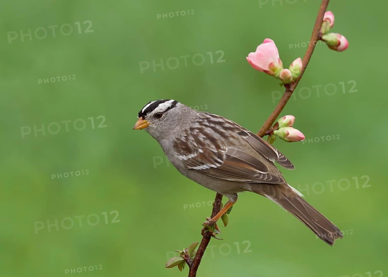 White-crowned Sparrow