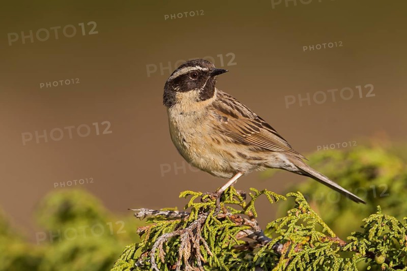 Black-throated Accentor - Schwarzkehlbraunelle - Prunella atrogularis ssp. huttoni, Kazakhstan, adult