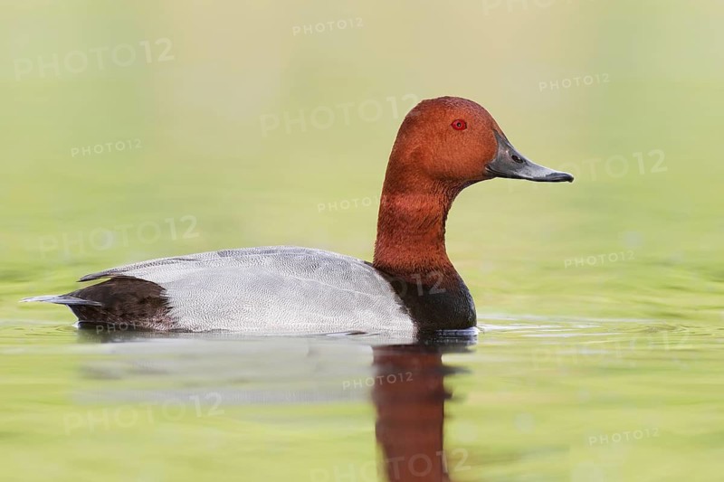Common Pochard (Aythya ferina) male, Brandenburg, Germany