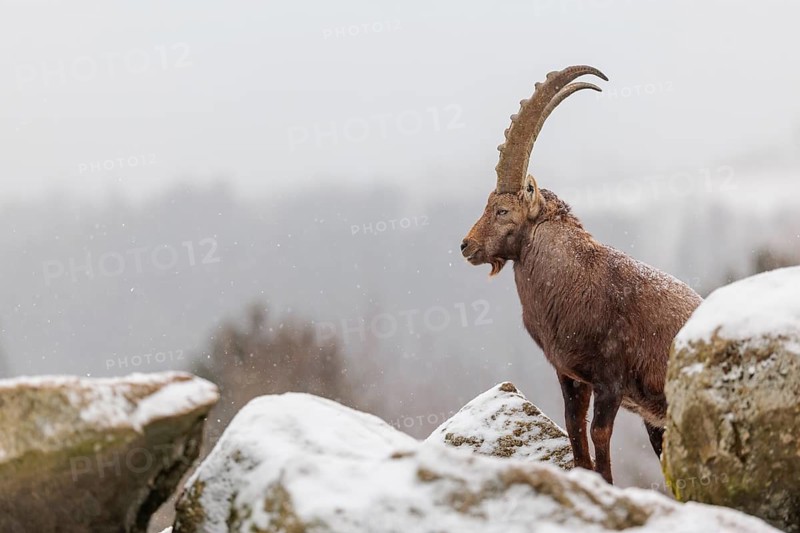 A male ibex (Capra ibex) stands on a rock in the snowstorm. A forest can be seen dimly in the background. Carinthia, Austria