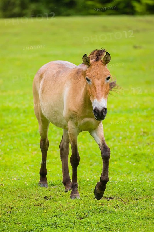 A Przewalski's horse (Equus ferus przewalskii or Equus przewalskii), walks across a paddock