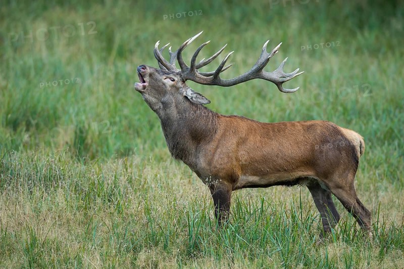 Red Deer (Cervus elaphus) stag roaring, Denmark