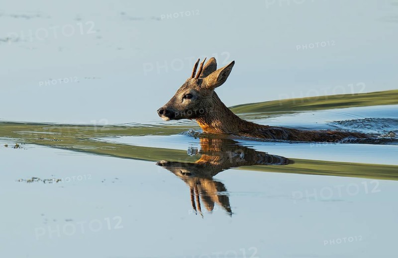 Roe deer (Capreolus capreolus), young roebuck swimming through the shallow water zone of a lake, wildlife, Lower Saxony, Germany