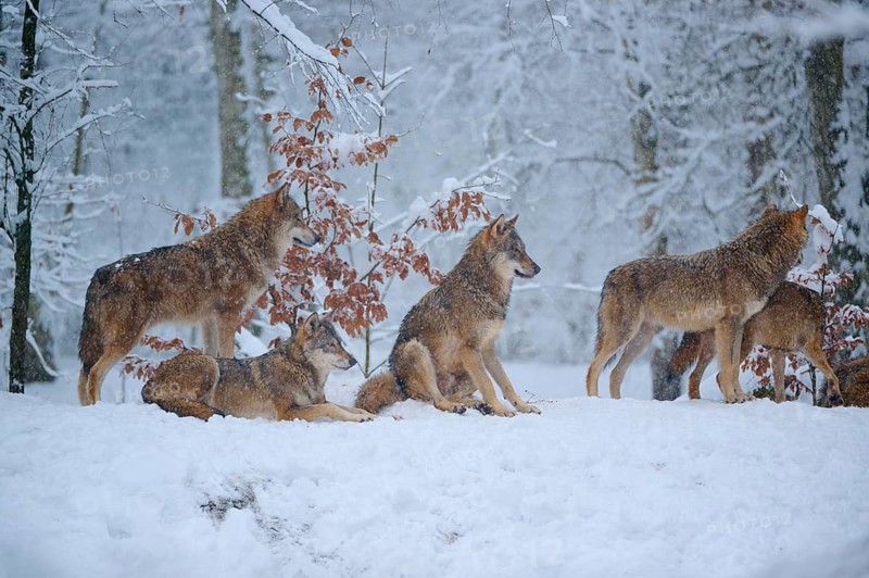 Group of wolves in a snow-covered forest, peace and wilderness, winter, wolf (Canis lupus), Germany