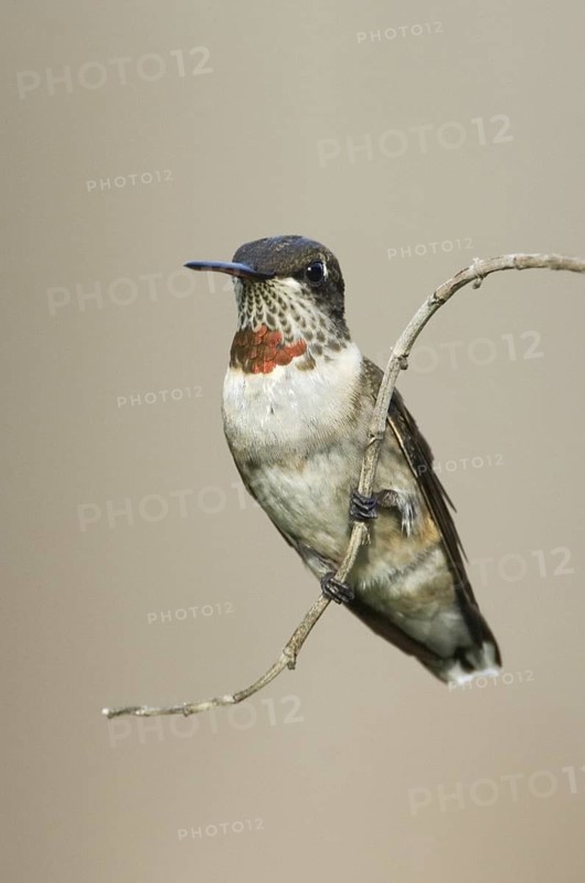 Ruby-throated Hummingbird (Archilochus colubris), Texas, USA