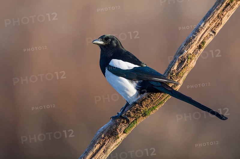 Eurasian Magpie (Pica pica) perched on a branch, Poland