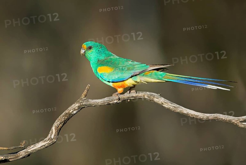 Mulga Parrot (Psephotellus varius) male perched on a branch, South Australia, Australia