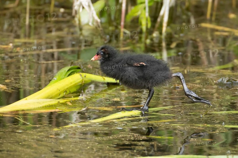 Moorhen (Gallinula chloropus) juvenile baby bird stretching on a pond, RSPB Titchwell nature reserve, Norfolk, England, United Kingdom